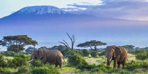 amboseli national park