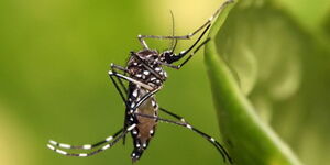 An undated photo of Aedes aegypti mosquito