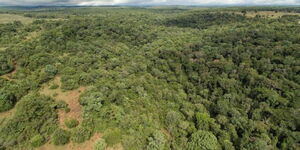 An undated photo of Kaptagat Forest.