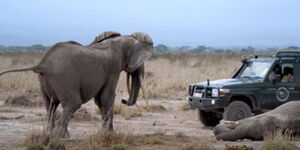 An elephant at the Amboseli National Park protecting her calf with a lodged spear in one ear while KWS rangers attempt to help in 2022