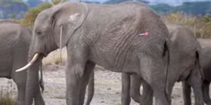 An elephant at the Amboseli National Park with a lodged spear in one ear in 2022