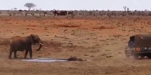 An elephant near a pod where calf was drowning before rangers arrived on Saturday April 29, 2023