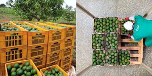 Ovocado fruits ready for transportation