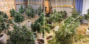 A collage image of a bhang plantation in Eldoret.