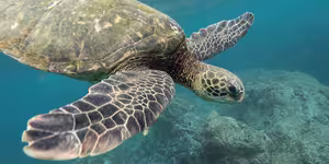 Green Sea Turtle in the sea.