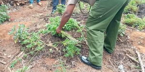 Police Officers Uprooting Bhang