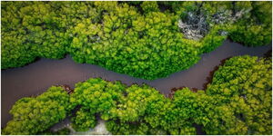 A river flows between a green vegetation.