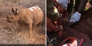 Black rhino eartagging