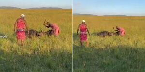 Two Maasai tour guides separate buffalos entangled together after a fight. 