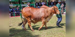 Bull