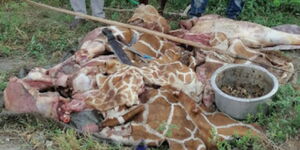 Bushmeat