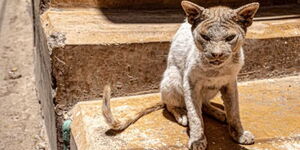 A photo of a domesticated cat
