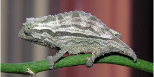 Chameleon Farming in Kenya