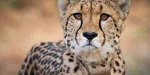 Cheetah