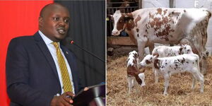 A photo collage Nandi Senator Simon Cheragei speaking at a parliamentary meeting on March 16, 2023 (left) and cows he reported that belonged to President William Ruto (right). The picture of the cows was taken in Germany.