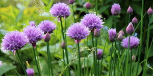 Chives crop plantation