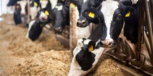 Cows feeding at an animal farm