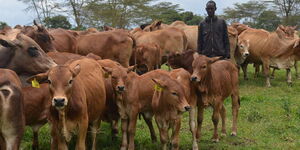 A person grazing livestock 