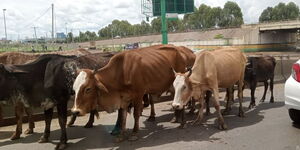 A photo of cows trespassing along Outer Ring Road on May 7, 2023. 