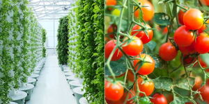 A photo collage of crops grown using aeroponics agricultural system.