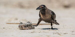 Crow