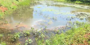 Dam in Mukurweini Sub County, Nyeri County where two girls drowned on December 7, 2023