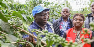 Deputy President Rigathi Gachagua (left) and his wife Pastor Dorcas Rigathi (in red) at a coffee plantation on April 8, 2023