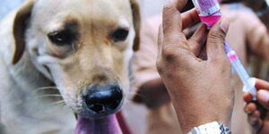 A dog about to receive a vaccination