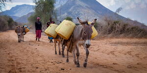 A file image of a donkey carrying jerrycans of water.
