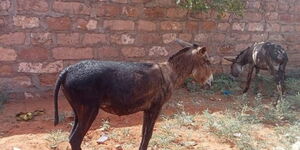 Donkeys IUD
