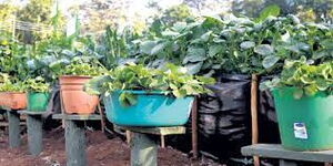 Most of city dwellers grow kales, spinach and traditional vegetables in their small kitchen gardens in sacks and buckets