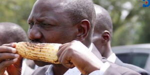 DP Ruto enjoys corn