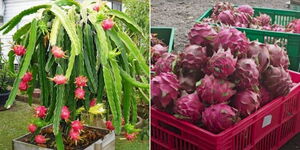 How Kenyan Couple Is Making Millions From Dragon Fruit Farming