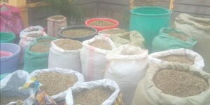 Suspected cannabis sativa recovered by detectives from Mwireri area, Juja Farm