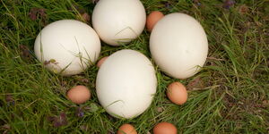 Ostrich eggs next to chicken eggs. One ostrich egg has a mass of approximately 25 hen’s eggs.