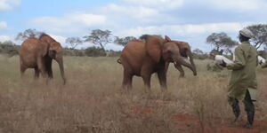 Elephant Ccalves running for feeding at the Tsavo East National Park
