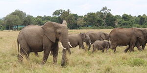 Elephants in the Maasai Mara Reserve 