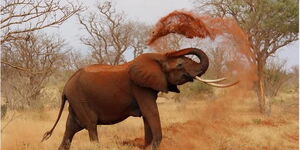 An image of an elephant taken playing with soil