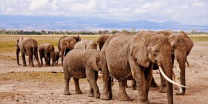 Elephants at a sanctuary in Kenya