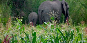Photo of elephants destroying a maize farm in Kenya.