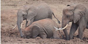Elephants enjoying a mud bath at Sagalla village, Taita Taveta County in December 2018. 