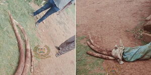 A photo of elephant tusks nabbed by police and KWS in Embu on September 22, 2023