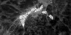 A photo of elephants migrated using thermal technology in Narok on January 24