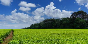 A section of a James Finlay tea farm in Kericho County. 