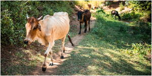 Cows moving away from a watering point in a forest in Kenya.