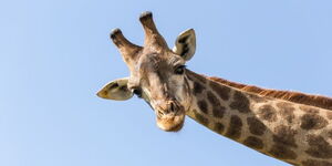 Giraffe