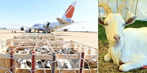 A collage image of imported goats and a cargo loading point at an airport(Left) and Saanen goat breed (Right)