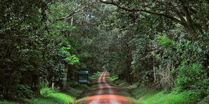 Car trail inside a forest