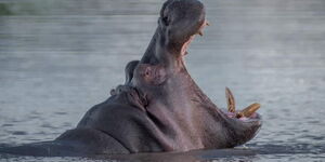 A hippo pictured with its mouth wide open
