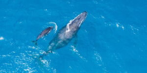 Humpback whales spotted near Watamu in Kenyan Coast